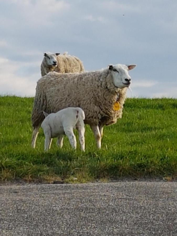 "Het Steechje" In Ie Bij Schiermonnikoog En Ameland Lejlighed Ee Eksteriør billede